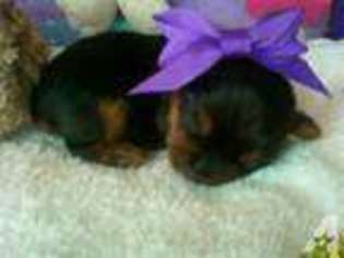 Yorkshire Terrier Puppy for sale in KINGSPORT, TN, USA