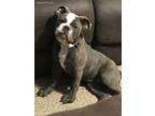 Olde English Bulldogge Puppy for sale in Leitchfield, KY, USA