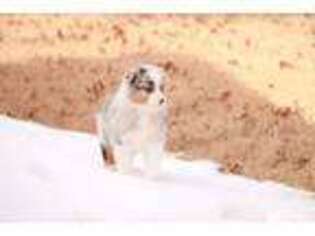 Australian Shepherd Puppy for sale in Leavenworth, KS, USA