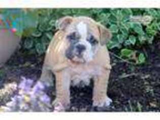 Bulldog Puppy for sale in Lancaster, PA, USA