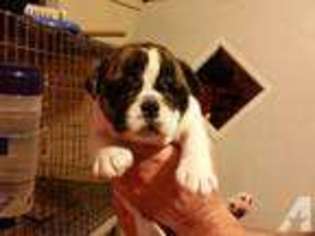 Bulldog Puppy for sale in HARTSELLE, AL, USA
