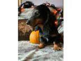 Dachshund Puppy for sale in Argos, IN, USA