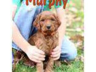 Irish Setter Puppy for sale in Spring Grove, PA, USA