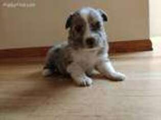 Miniature Australian Shepherd Puppy for sale in Sanford, CO, USA