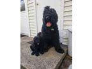 Black Russian Terrier Puppy for sale in Middletown, NY, USA