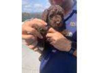 Portuguese Water Dog Puppy for sale in Miami, FL, USA