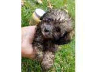 Mutt Puppy for sale in Scotch Plains, NJ, USA