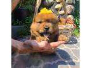 Chow Chow Puppy for sale in Merritt, MI, USA