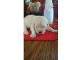 Mutt Puppy for sale in Linden, NC, USA