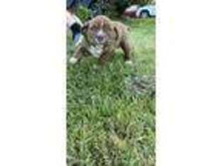 Olde English Bulldogge Puppy for sale in Gadsden, AL, USA