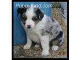 Miniature Australian Shepherd Puppy for sale in Frederick, SD, USA