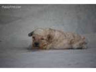 Mutt Puppy for sale in Quitman, GA, USA