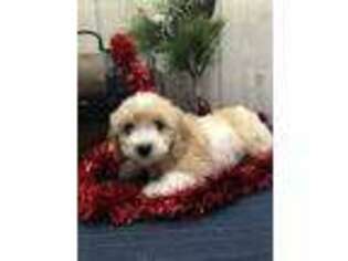 Cavachon Puppy for sale in Shipshewana, IN, USA