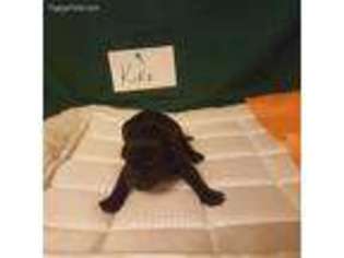 Labradoodle Puppy for sale in Augusta, GA, USA