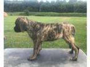 Mastiff Puppy for sale in Sunman, IN, USA