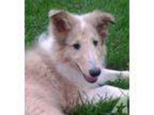 Collie Puppy for sale in MASON, WI, USA