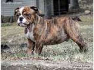 Bulldog Puppy for sale in Farmersville, TX, USA