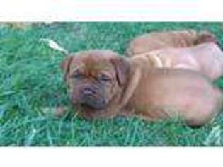 Mutt Puppy for sale in BEAVERTON, OR, USA