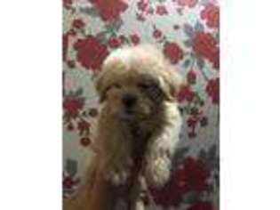 Lhasa Apso Puppy for sale in Topeka, KS, USA