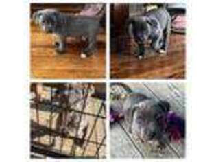 Mutt Puppy for sale in Centerburg, OH, USA