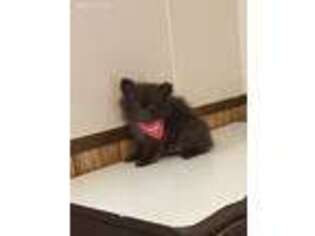Pomeranian Puppy for sale in Athens, GA, USA