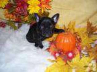French Bulldog Puppy for sale in CONWAY SPRINGS, KS, USA