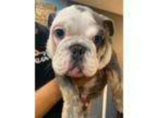Bulldog Puppy for sale in Springfield, IL, USA