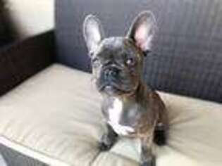 French Bulldog Puppy for sale in Bryant, AR, USA
