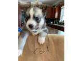 Mutt Puppy for sale in Saxon, WI, USA