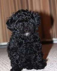 Mutt Puppy for sale in Annandale, VA, USA