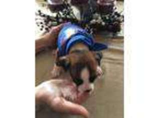 Boxer Puppy for sale in Berwyn, IL, USA