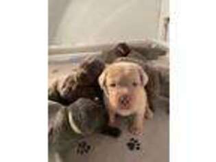 Labrador Retriever Puppy for sale in Riverton, IL, USA