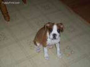 Boxer Puppy for sale in Henrietta, NC, USA