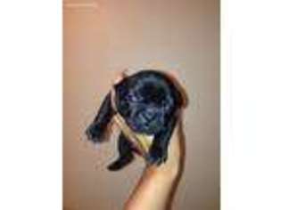French Bulldog Puppy for sale in Downingtown, PA, USA