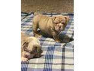 Olde English Bulldogge Puppy for sale in Indian Valley, ID, USA