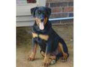 Rottweiler Puppy for sale in Reeds Spring, MO, USA