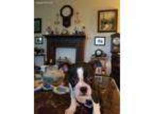 Boston Terrier Puppy for sale in Cooper, TX, USA