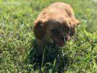 Cavalier King Charles Spaniel Puppy for sale in Greensburg, KY, USA