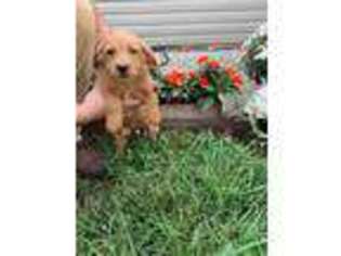 Labradoodle Puppy for sale in Rolla, MO, USA