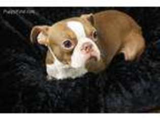 Boston Terrier Puppy for sale in Pottstown, PA, USA