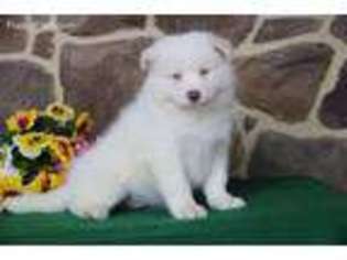 Medium Photo #1 Samoyed Puppy For Sale in Gordonville, PA, USA