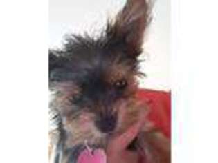 Yorkshire Terrier Puppy for sale in Oak Creek, WI, USA
