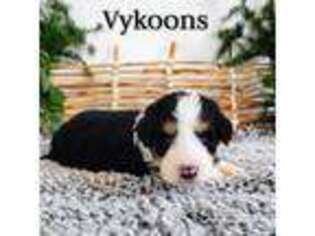 Bernese Mountain Dog Puppy for sale in Hibbing, MN, USA