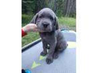 Cane Corso Puppy for sale in Hood River, OR, USA