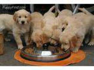 Golden Retriever Puppy for sale in Lemon Grove, CA, USA