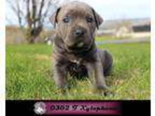 Cane Corso Puppy for sale in Brownington, VT, USA