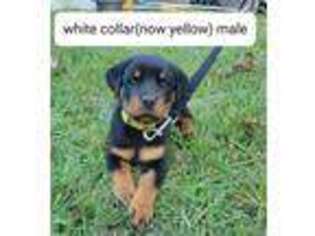 Rottweiler Puppy for sale in Baytown, TX, USA