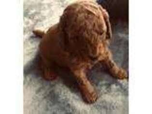 Goldendoodle Puppy for sale in Yuba City, CA, USA
