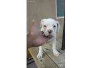 American Bulldog Puppy for sale in Victorville, CA, USA