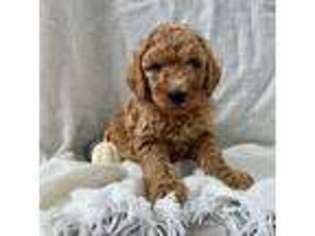 Goldendoodle Puppy for sale in Littleton, CO, USA